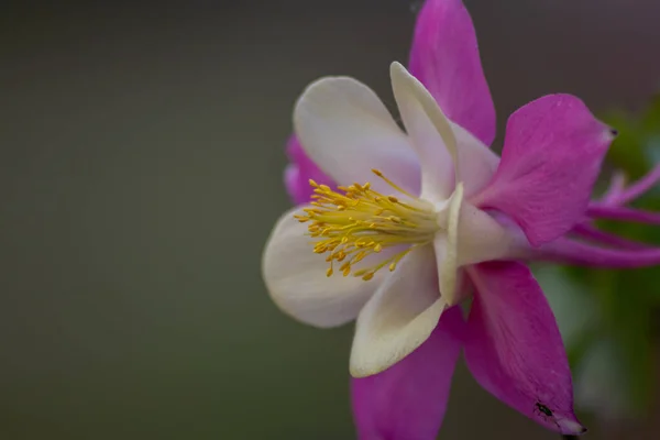Rosafarbene Blüten Mit Weißen Blütenblättern Frühling Zeigen Zartheit Eleganz Und — Stockfoto