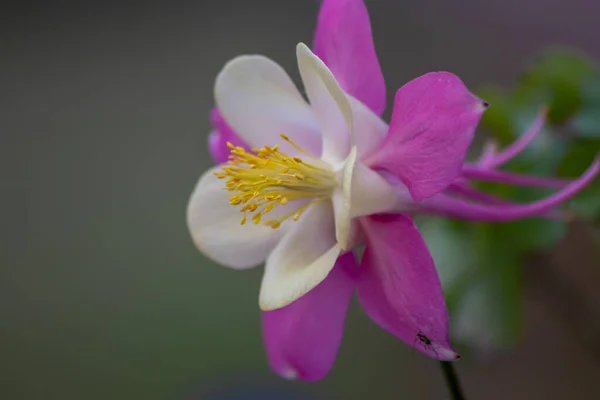 Rosafarbene Blüten Mit Weißen Blütenblättern Frühling Zeigen Zartheit Eleganz Und — Stockfoto