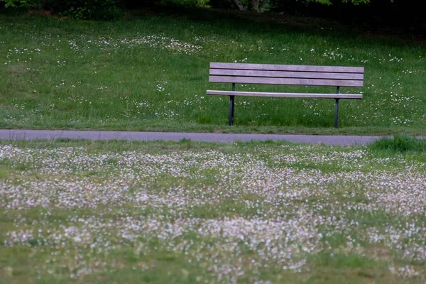 緑の空の公園のベンチ — ストック写真