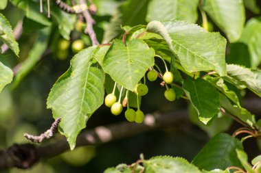 Olgunlaşmamış kirazlar kiraz ağacı dalına asılmış taze meyve ve organik meyvelerin ham gıda tarımı ve organik yaşam tarzı için sürdürülebilir bir tarımda yetiştiğini ve olgunlaştığını gösteriyor.