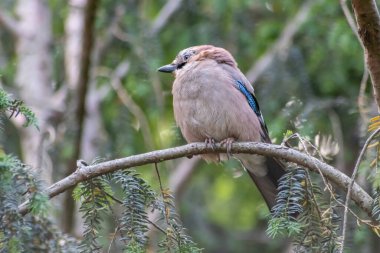 Ormandaki ağaçtaki kuş