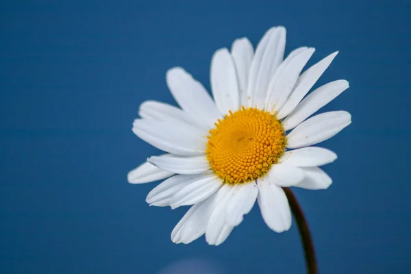 Margerite Auf Einer Blumenwiese Garten Mit Schönen Weißen Blütenblättern Und — Stockfoto