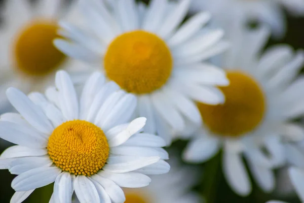 Viele Margeriten Auf Einer Blumenwiese Garten Mit Schönen Weißen Blütenblättern — Stockfoto