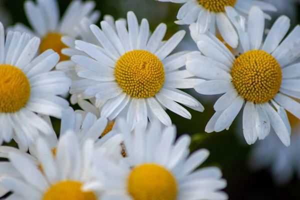 Birçok Marguerite Bahçedeki Bir Çiçek Çayırında Güzel Beyaz Taç Yaprakları — Stok fotoğraf