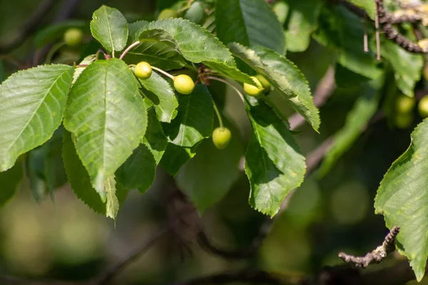 Cerejas Verdes Não Maduras Penduradas Ramo Cerejeira Mostram Frutas Frescas — Fotografia de Stock