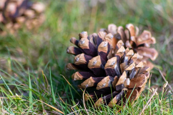 Dry Open Pine Cones Ground Spreading Seeds Wind Delicious Snack — Stock Photo, Image