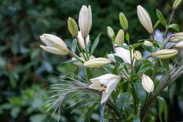 Vita Blommor Den Gröna Trädgården — Stockfoto
