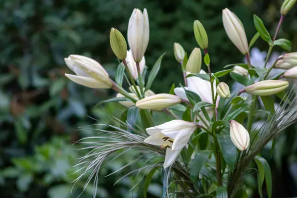 White Flowers Green Garden — Stock Photo, Image