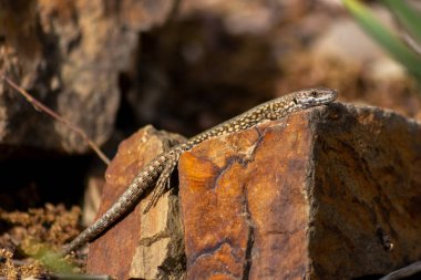 Kertenkele, güneşte ısınan sıcak bir volkan kayasında böcek avında makro görüntüde hematokryal bir hayvan olarak izole edilmiş ve yakından küçük Saurian 'ın pullu derisini ayrıntılı olarak görmek için avlanıyor.