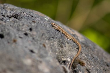 Kertenkele, güneşte ısınan sıcak bir volkan kayasında böcek avında makro görüntüde hematokryal bir hayvan olarak izole edilmiş ve yakından küçük Saurian 'ın pullu derisini ayrıntılı olarak görmek için avlanıyor.