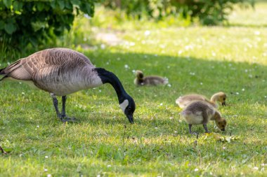 Kanada kazı yavrusu ve yavrusu gibi Kanada kaz ailesiyle göller ve çayırlar arasında bir yolculuğa çıkmış tatlı küçük Kanada kazı şimdiden suda yüzebiliyor ve vahşi doğada ebeveynlerini takip edebiliyor.