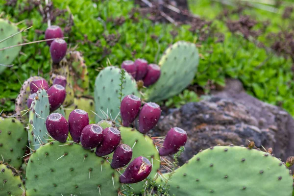 Hermoso Cactus Jardín —  Fotos de Stock