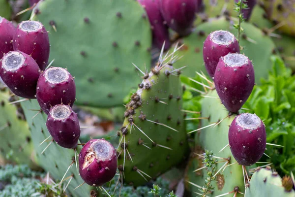 Piękny Kaktus Ogrodzie — Zdjęcie stockowe