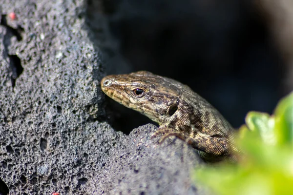 Eidechse Auf Der Jagd Nach Insekten Auf Heißem Vulkangestein Das — Stockfoto