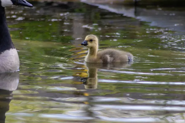 Süße Kleine Kanadagans Auf Einer Reise Durch Seen Und Wiesen — Stockfoto