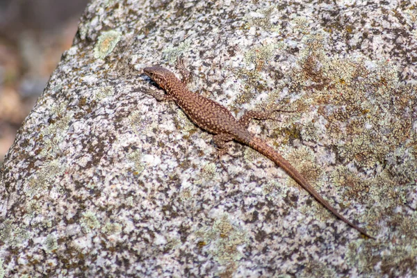 Ödla Jakt Efter Insekter Varm Vulkan Sten Värms Upp Solen — Stockfoto