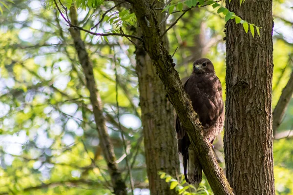 Mäusebussard Falke Habicht Oder Adler Sitzen Auf Einem Baumstamm Und — Stockfoto