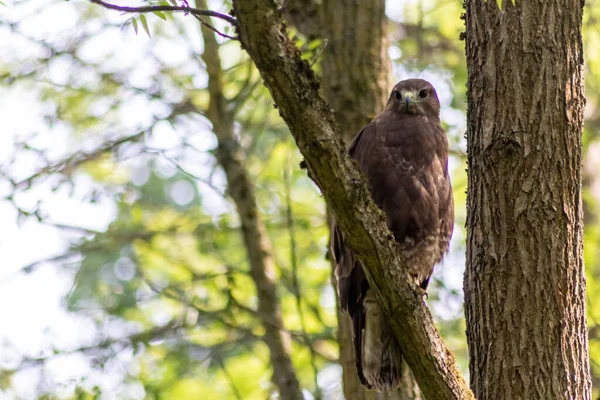国立公園や森の中で獲物の鳥として狩りを準備する木の幹に座っているブザード ワシや動物を見てぼやけた背景の前に近い鋭いくちばしを持つ木 — ストック写真