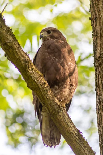 国立公園や森の中で獲物の鳥として狩りを準備する木の幹に座っているブザード ワシや動物を見てぼやけた背景の前に近い鋭いくちばしを持つ木 — ストック写真