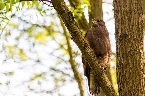 国立公園や森の中で獲物の鳥として狩りを準備する木の幹に座っているブザード ワシや動物を見てぼやけた背景の前に近い鋭いくちばしを持つ木 — ストック写真