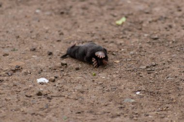 Küçük siyah köstebek (talpa europaea) bir yolda ya da toprak yolda karşıdan karşıya geçerek çayırına ve tarlasına böcek aramak için, bahçedeki çimlerin altındaki tünel sistemi için bir köstebek yuvası kazar.