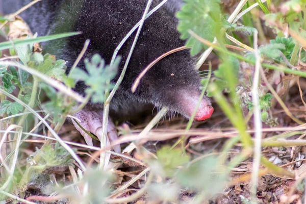 Mole Preto Pequeno Bonito Talpa Europaea Grama Verde Prado Campo — Fotografia de Stock