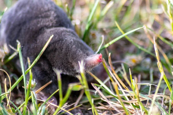 Mole Preto Pequeno Bonito Talpa Europaea Grama Verde Prado Campo — Fotografia de Stock