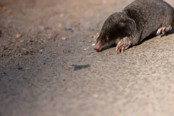 Little Black Mole Talpa Europaea Road Dirt Track Crossing Street — Stock Photo, Image