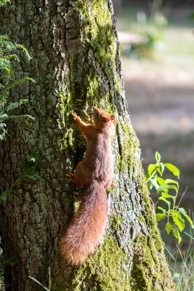 Red Eurasian Squirrel Climbing Tree Sunshine Searching Food Nuts Seeds — Stock Photo, Image