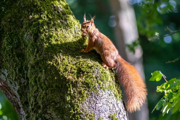 夏に交尾とペアリングのための捕食者や他の赤いリスを探している森の中でナッツや種子のような食べ物を探している太陽の下で木に登る赤いユーラシアリス — ストック写真
