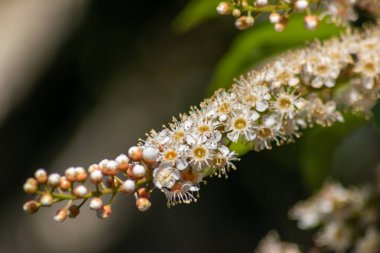 Bahçedeki güzel beyaz çiçekler