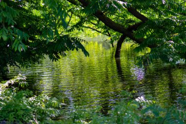 Parktaki gölün güzel manzarası