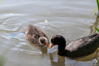 Siyah tüylü keçi yavrusunu gagasından gagasına kadar tüylü tüyler ve baharda göl veya derede yüzen kırmızı gagasıyla besliyor. Bu da kopya alanla izole edilmiş su kuşlarının ebeveyn bakımını gösteriyor.