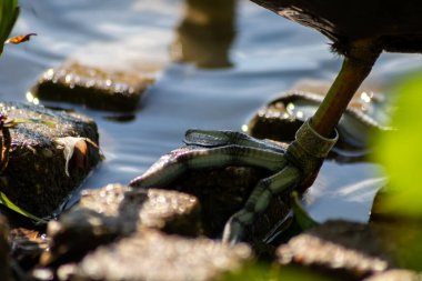 Güneşli bir günde göletteki kaplumbağalar