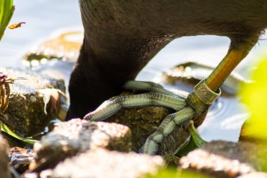 Güneşli bir günde göletteki kaplumbağalar