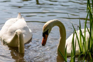 Gölet suyunda beyaz kuğular
