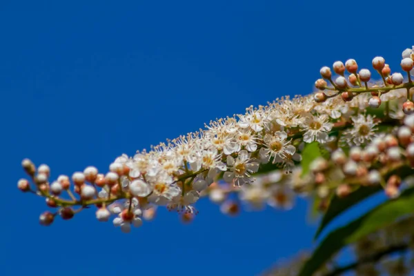 Hermosas Flores Blancas Jardín — Foto de Stock