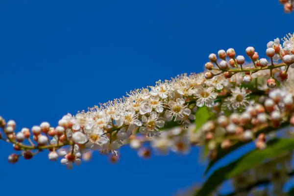 Vackra Vita Blommor Trädgården — Stockfoto