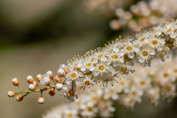 Mooie Witte Bloemen Tuin — Stockfoto