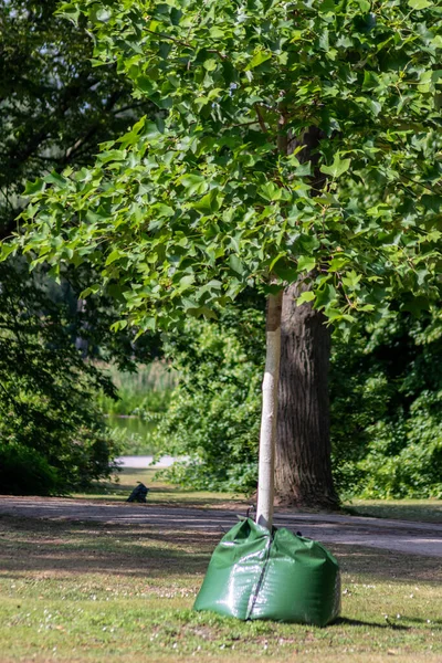 公園の木のポリ袋 — ストック写真