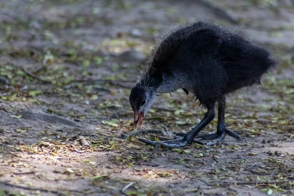 Kleiner Schwarzer Vogel Der Natur — Stockfoto