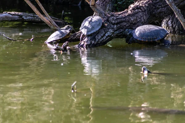 Schildkröten Auf Baum Teich — Stockfoto