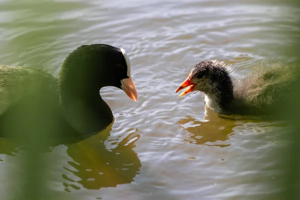 Black Coot Careca Alimentando Seu Bife Jovem Bico Bico Com — Fotografia de Stock