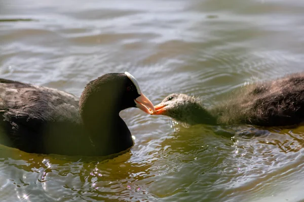 Black Coot Careca Alimentando Seu Bife Jovem Bico Bico Com — Fotografia de Stock