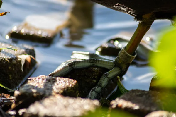 晴れた日の池のカメ — ストック写真