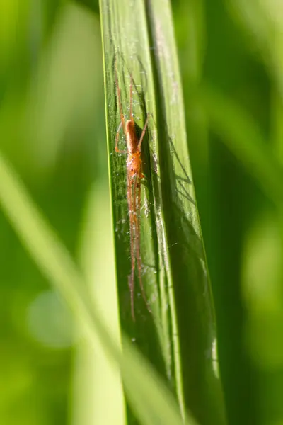 Insecte Sur Feuille Verte Dans Nature — Photo