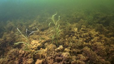 Yer- Rusya, Krasnodar Bölgesi, tatlı su altında..