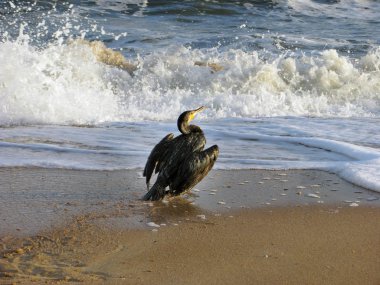 Rusya, Krasnodar Toprakları, Azov Denizi