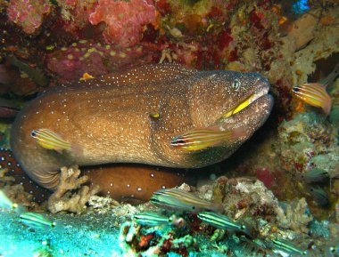 Yer- Mısır, Kızıldeniz, Nuweiba