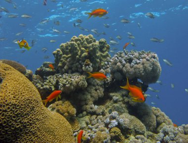Yer- Mısır, Kızıldeniz, Nuweiba